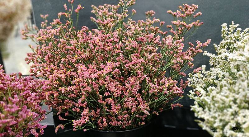 水晶花 粉鑽 實拍圖片6