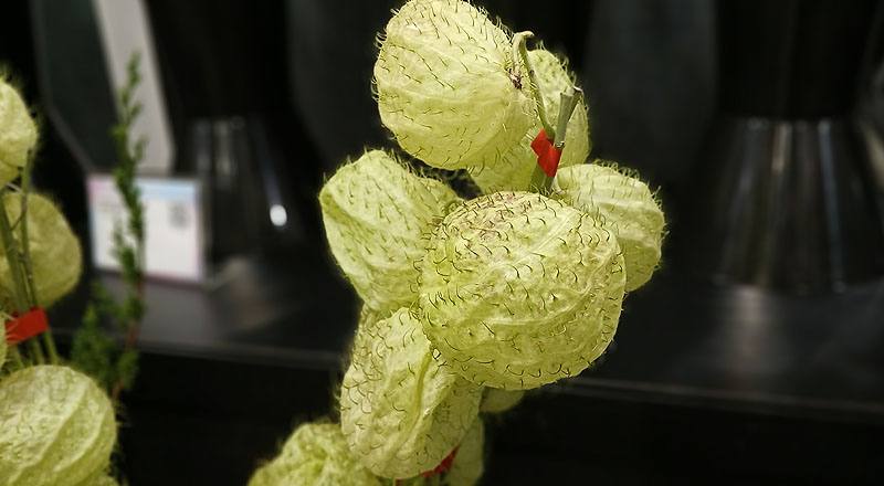 唐棉  第 3 張圖片