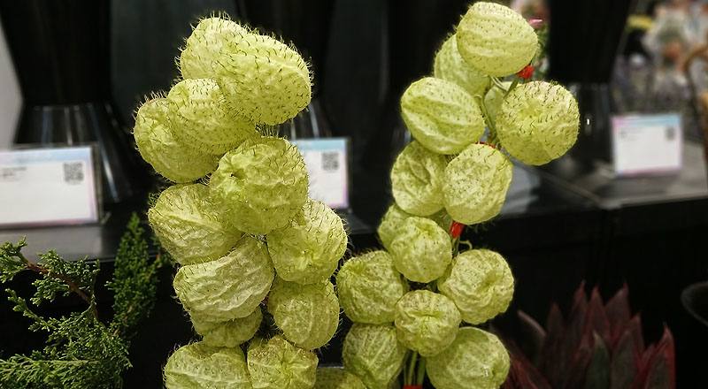 唐棉  第 2 張圖片