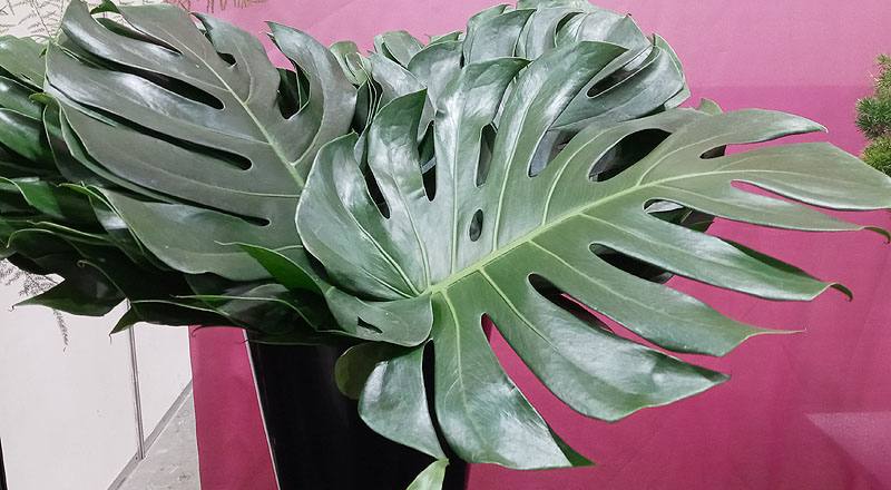 切葉類電信蘭葉花材實拍圖