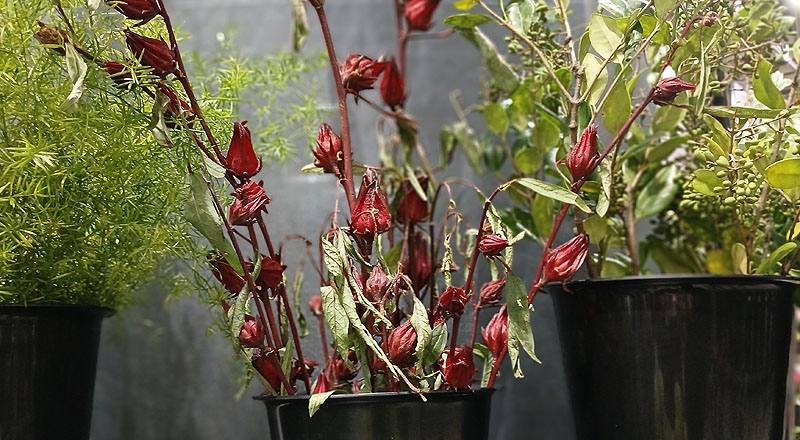 切葉類|洛神葵洛神葵花材實拍圖