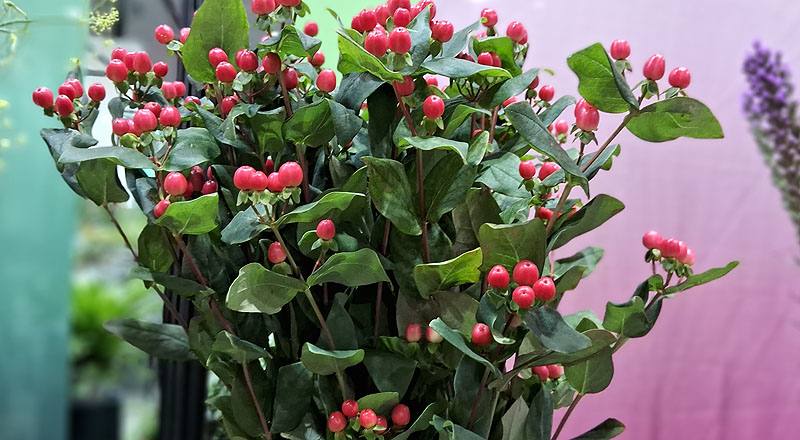 切葉類火龍果花材實拍圖