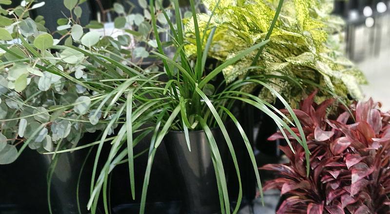 切葉類綠春蘭葉花材實拍圖