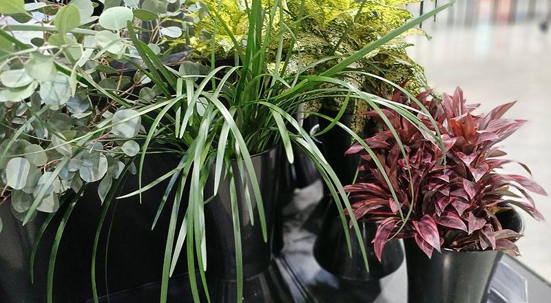 綠春蘭葉  第 2 張圖片