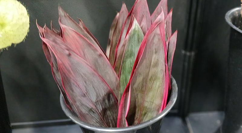 紅竹  第 5 張圖片