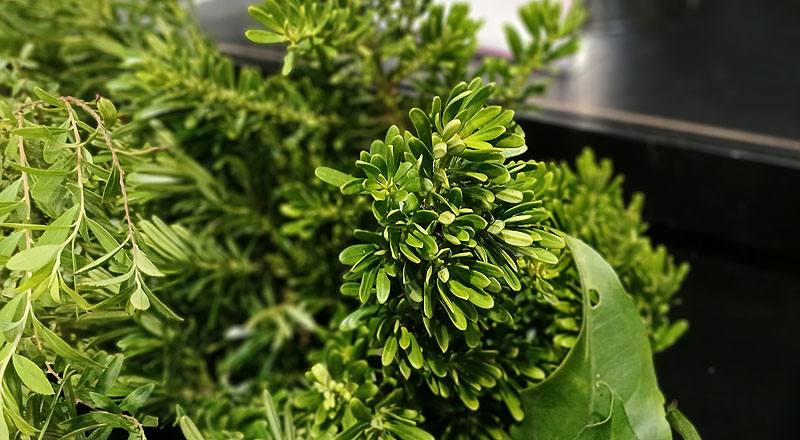 羅漢松 實拍圖片7