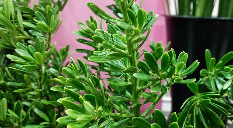 羅漢松 實拍圖片4