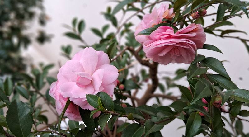 芙蓉香波 實拍圖片2