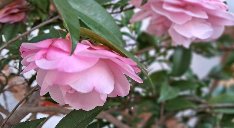 芙蓉香波 實拍圖片3