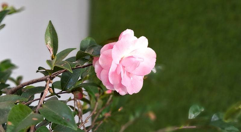 芙蓉香波 實拍圖片16