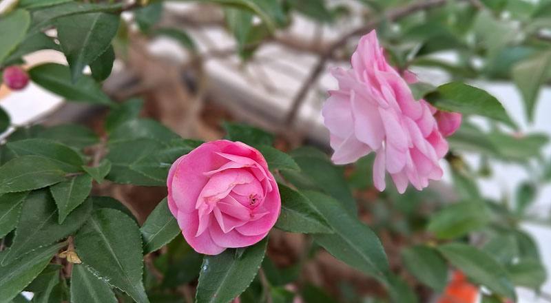 芙蓉香波 實拍圖片5