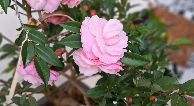 芙蓉香波 實拍圖片4