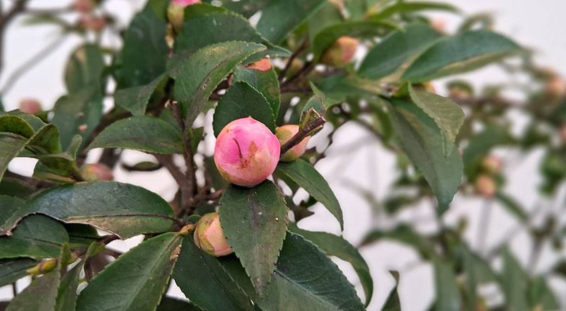 芙蓉香波 實拍圖片13