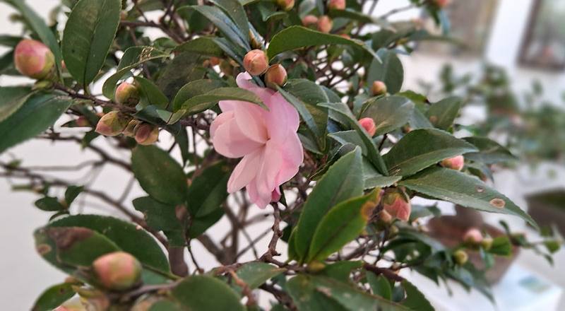 芙蓉香波 實拍圖片11