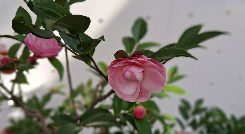 芙蓉香波 實拍圖片9