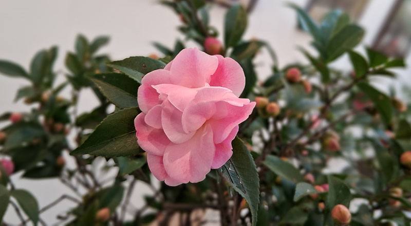 芙蓉香波 實拍圖片10