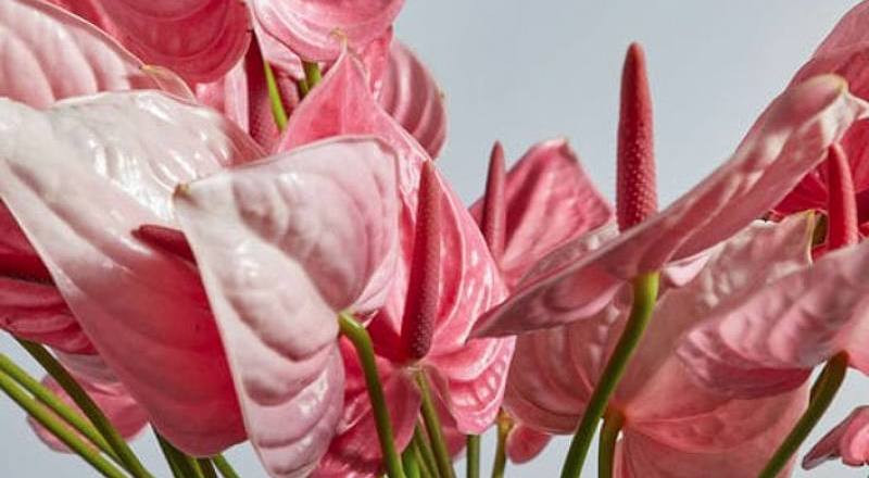 火鶴花粉佳人花材實拍圖